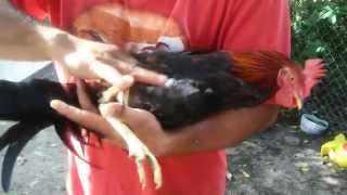 Injeccion de Vitamina B para GallosGallinas [upl. by Notrab]