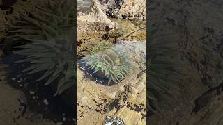 Sea Anemone seacreatures getoutside tidepools nature timelapse [upl. by Herring]