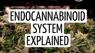 Endocannabinoid System Science Explained  Discover Marijuana [upl. by Kronfeld]