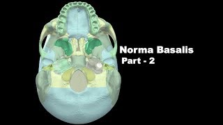 Norma Basalis Part  2  The attachments and the structures passing through the foramina [upl. by Francisca]