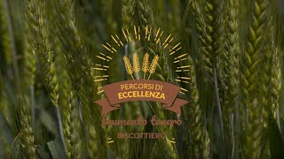 Percorsi di Eccellenza BASF 2018 – Frumento Tenero Biscottiero [upl. by Docila790]