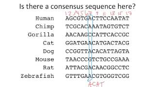 consensus sequence frequency [upl. by Inge]