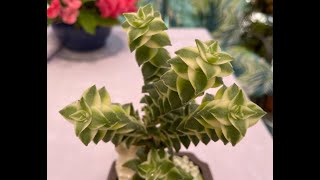 Crassula perforata Variegated Variety Gorgeous Succulent 🪴  Episode 56 [upl. by Aysan]