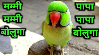 Parrot Voice  Mummy Mummy Bolta Parrot  Sweet Ringneck Parrot Mitthu  🤣🥰 [upl. by Alguire41]