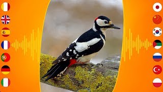 Bird Sounds Great Spotted Woodpecker [upl. by Lowis]