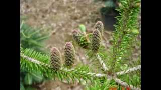 Abies koreana [upl. by Brinn]