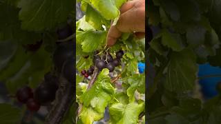 Jostaberry a cross between 2 types of Gooseberries and a Blackcurrant 😋 shorts gardening fruit [upl. by Mages484]