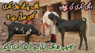 How Can We Purchase Goats For Good Profit And Farming  Goat Farming In Pakistan [upl. by Lhamaj]