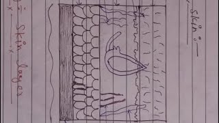 SENSORY ORGANS  EYE SKIN amp EAR FULL DETAIL DEFINEHAP CHEPTER 12ANATOMY AND PHYSIOLOGY [upl. by Deny239]