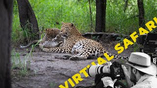 How To Track And Find Tiny Leopard Cubs  Virtual Safari  212 [upl. by Eislrahc]