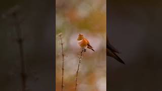 humming bird sitting on a branch 🥶🐦shorts viralvideo facts hummingbird birds wildanimals [upl. by Elocim]