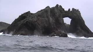 Shark Attack Predation at Farallones great white shakes sea lion [upl. by Cosetta]