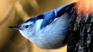 Nuthatch bird call  song  sounds [upl. by Isma884]