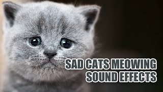 Sad Cats Meowing Sounds 🐈 Little Sad Cat Noises [upl. by Nepil]