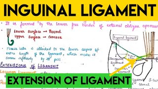 inguinal ligament anatomy [upl. by Ainivad]