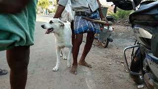 Beast heroic Ramanathapuram Mandai dog who molested a forest deer [upl. by Ulrikaumeko449]