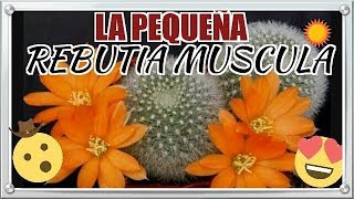 REBUTIA MUSCULA  TIPS PARA UN CACTUS [upl. by Ydnes]