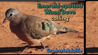 EMERALDSPOTTED WOOD DOVE calling [upl. by Milburn]