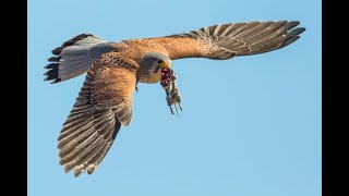 Turmfalke  Jagdtechniken in Sommer und Winter [upl. by Klump123]