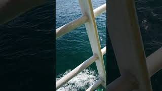 Kochi se Lakshadweep jate huwe 🚢 ship ke upper se video [upl. by Nah188]