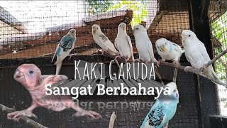 Cara sederhana agar tidak berkaki Garuda [upl. by Dyraj]