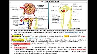 7 Renal system Physiology شرح بالعربي [upl. by Ahtiekal]