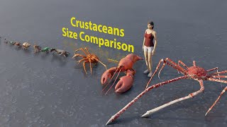 Crustaceans size comparison  Rodents size comparison  3D Animation animation animals [upl. by Mayfield423]