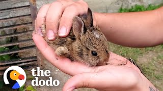 Family Of Tiny Bunnies Rescued From Storm Grate  The Dodo [upl. by Wallinga]