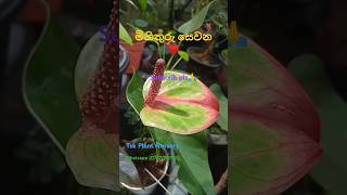 හිත හීන හොයාගෙන යන ගමනේ 😍❤️srilanka plants garden [upl. by Enirehtacyram464]