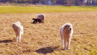 Adorable Great Pyrenees Puppies  Playful and Loving [upl. by Lenzi]