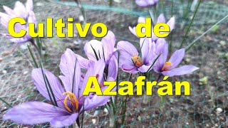 Cultivo de Azafrán [upl. by Nyar]