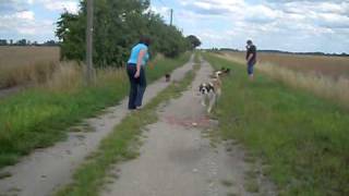 Welpen Ausflug Germanischer Bärenhund [upl. by Lubbock]