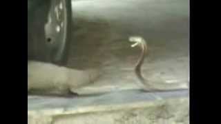 snake vs mongoose fight [upl. by Gurias]