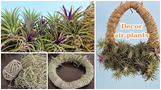 Tips decorating with air plants [upl. by Moorefield]