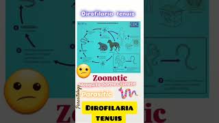 Raccoons⭐🦝Dirofilaria tenuisZoonoticMosquitoesOphthalmic🧐👀👍Parasitology👍🔬✅ [upl. by Id]