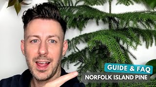 Norfolk Island Pine Care Guide and Growing Tips [upl. by Cosme]