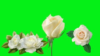 GREEN SCREEN white Rose flowers blooming Time Lapse effects animation [upl. by Aivata853]