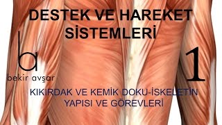 YKS DESTEK VE HAREKET SİSTEMLERİ 1 [upl. by Aryn166]