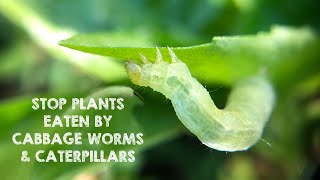 Stop Plants amp Leaves Eaten by Worms amp Caterpillars [upl. by Branch]