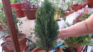 How to Grow and Care Thuja  Morpankhi Plant  Fun Gardening  2 Sep 2017 [upl. by Isabelle]