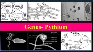 Pythium Important characteristics Reproduction Life cycle Diseases [upl. by Evelinn]