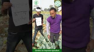 Shriram Bioseed Hybrid Cauliflower agriculture farming [upl. by Akin74]