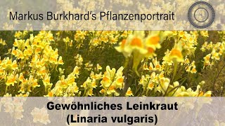 Natürliches Blondieren der Haare DIE Heilpflanze gegen Viren und Bakterien Linaria  Leinkraut [upl. by Ellimahs]