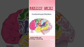 Functional areas of the Brain science shorts youtube [upl. by Marienthal836]