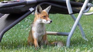 Fuchs chillt im Garten [upl. by Darnoc948]