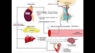 Specific Hormones  Functions of Cortisol [upl. by Ignacio]