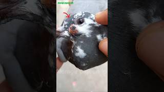 pigeon pox treatment ✅💯🕊️ viral viralvideo viralshorts youtubeshorts birds edit [upl. by Drolet746]