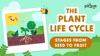 Plant Life Cycle Stages From Seed To Fruit  Primary School Science Animation [upl. by Eiliak]