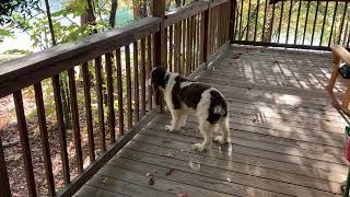 Cooper sees a ground squirrel and sounds the alarm [upl. by Ahseiyt195]