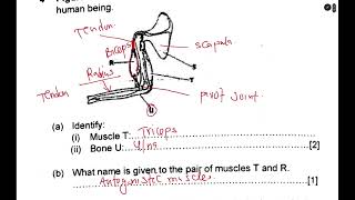 BIOLOGY SKELETAL SYSTEM  EXAM QUESTIONS  THE DIGITAL TUTOR [upl. by Ardeen]